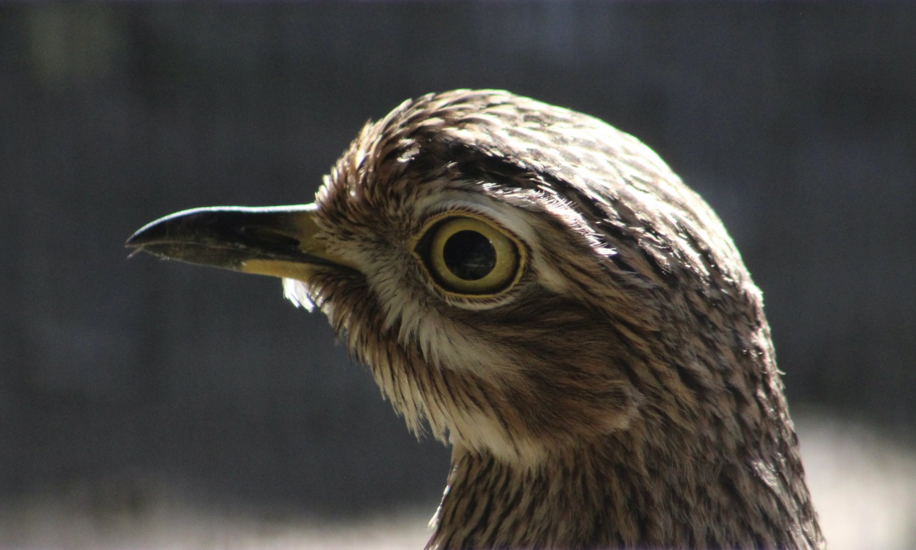 Spotted Dikkop (Burhinus capensis)