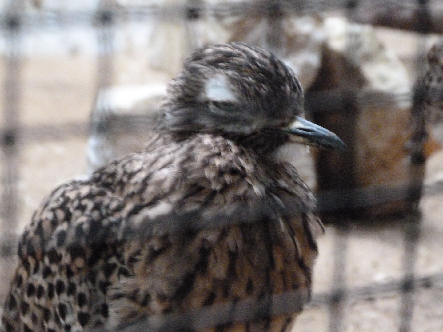 Spotted dikkop -Zoologischer Garten Berlin (2024)