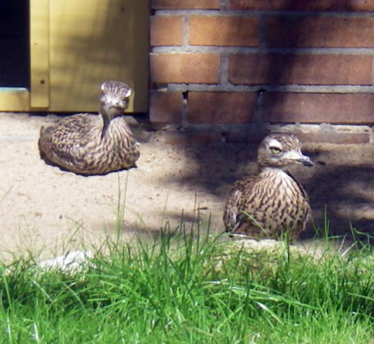 Spotted Dikkops (Burhinus capensis)