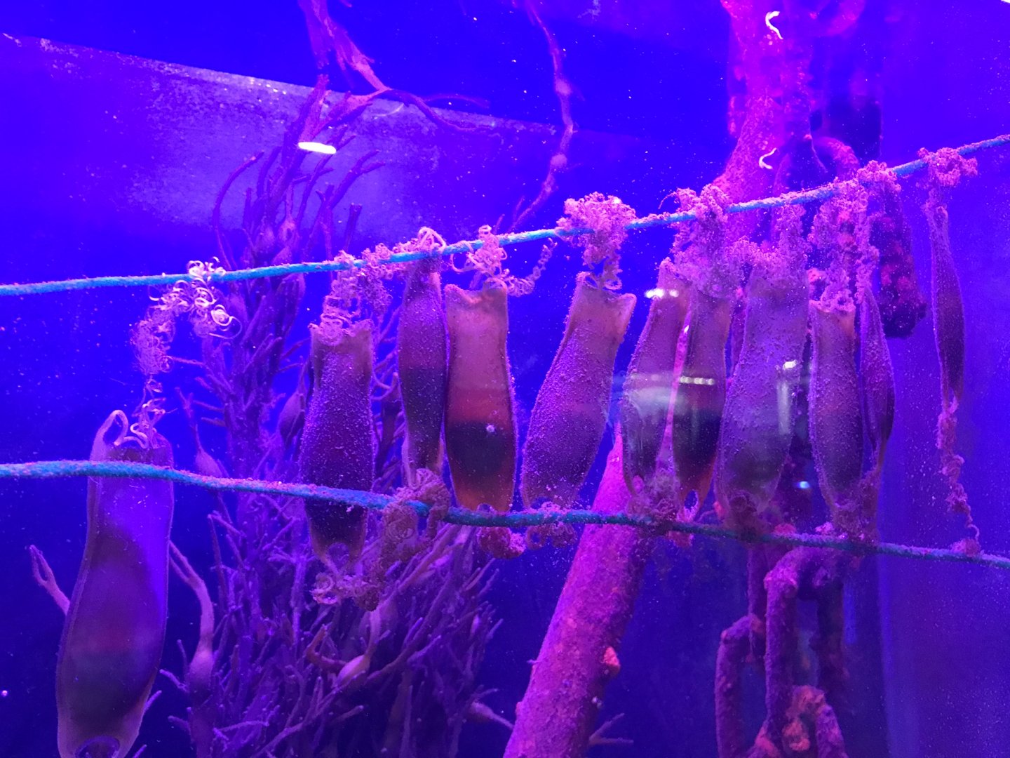 Spotted dogfish eggs