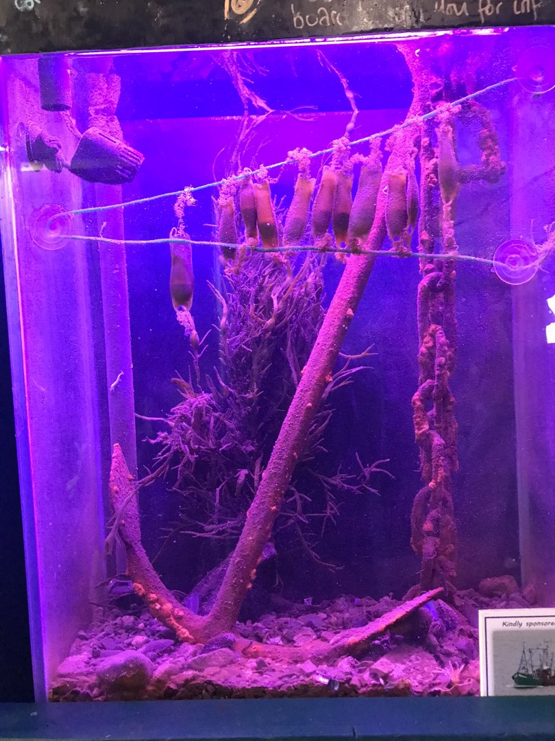 Spotted dogfish hatchery tank