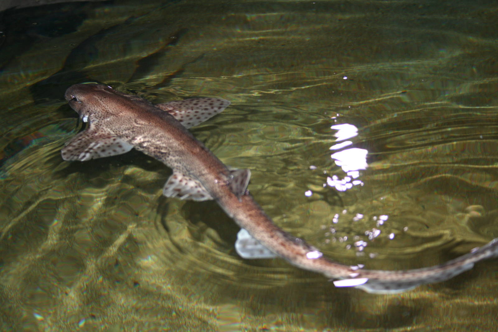 Spotted dogfish