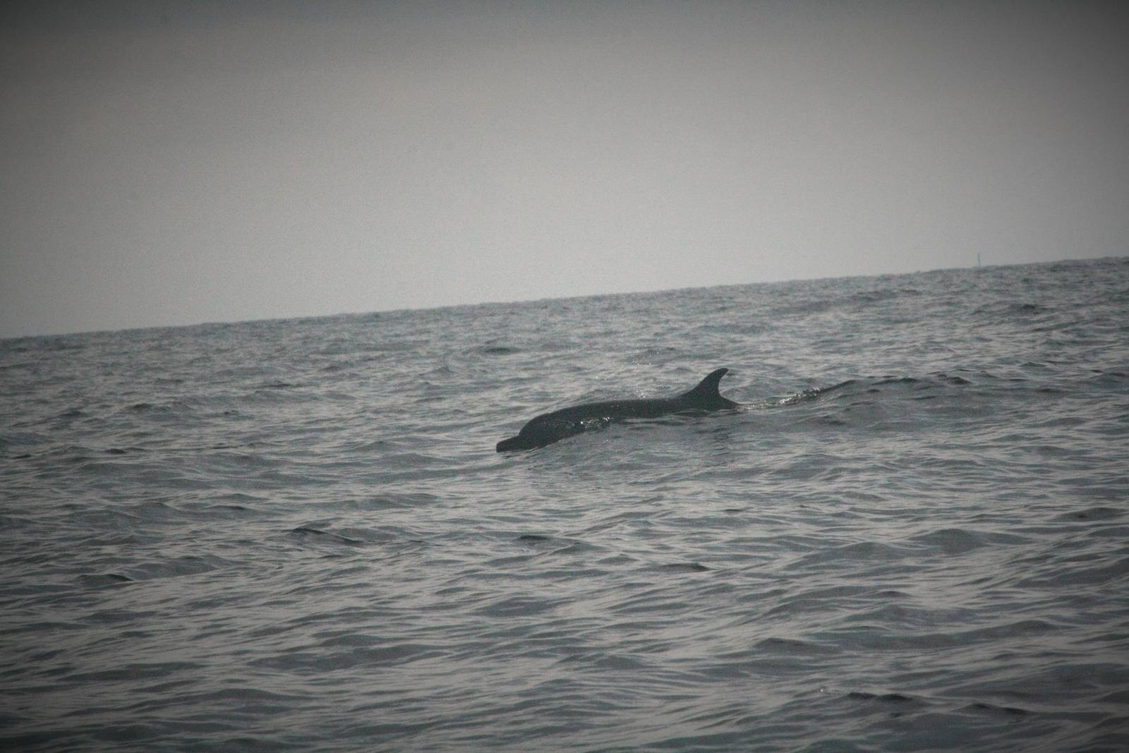 Spotted Dolphin - Bali