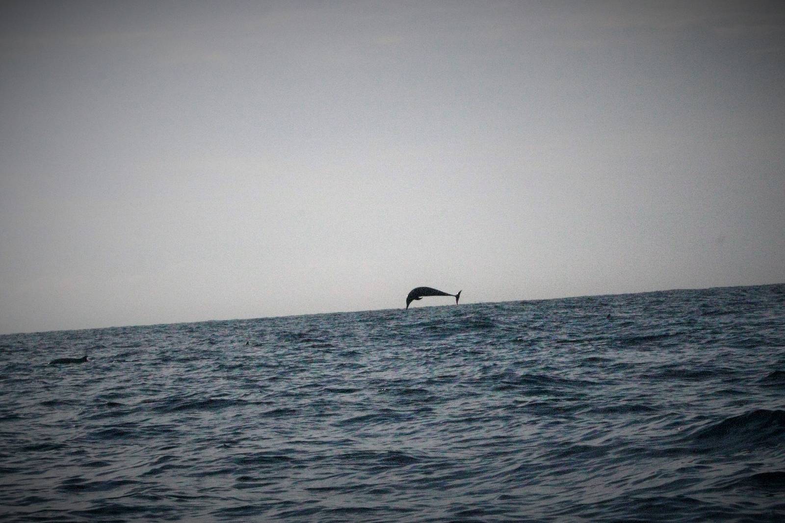 Spotted Dolphin Breaching - Bali