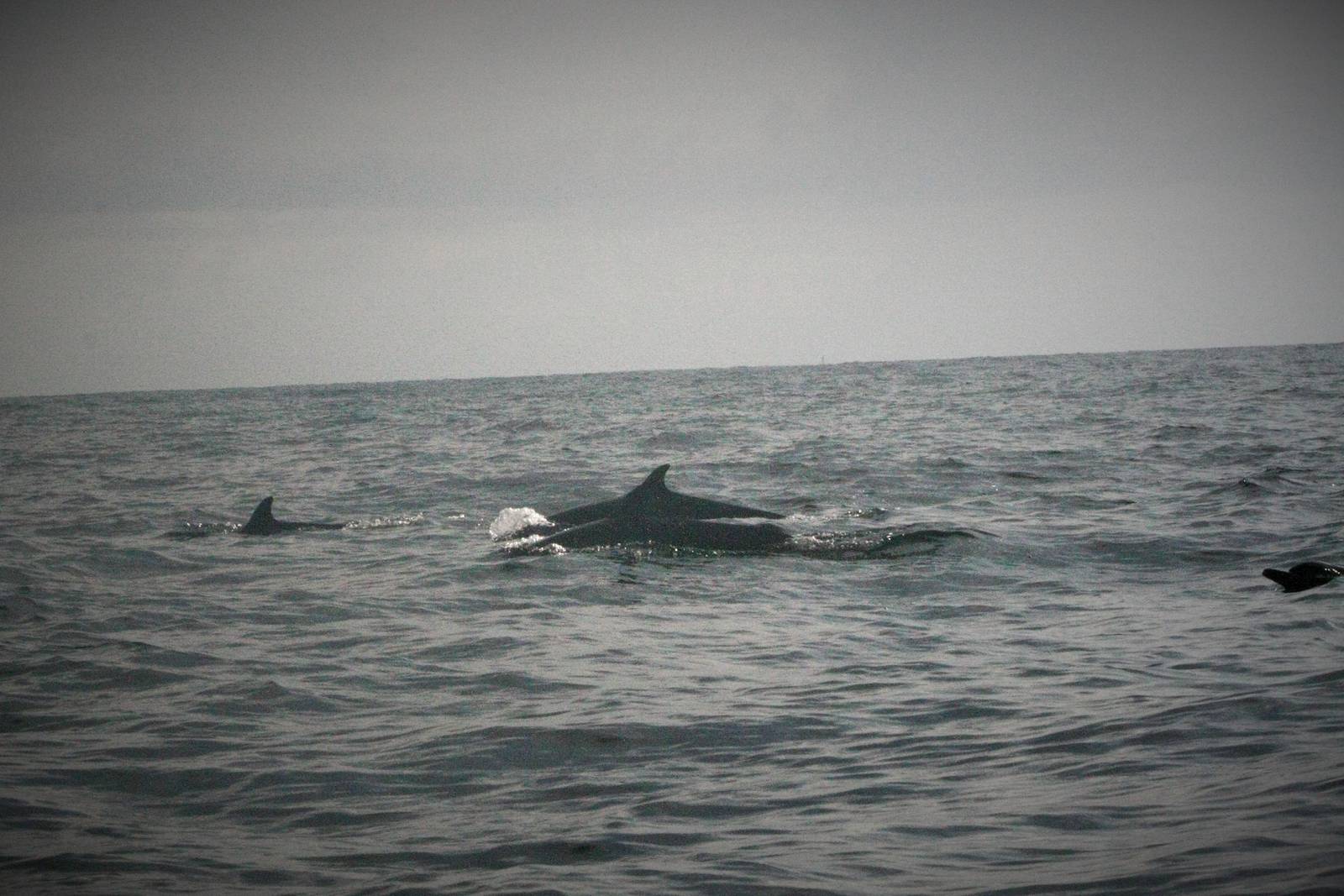 Spotted Dolphins - Bali
