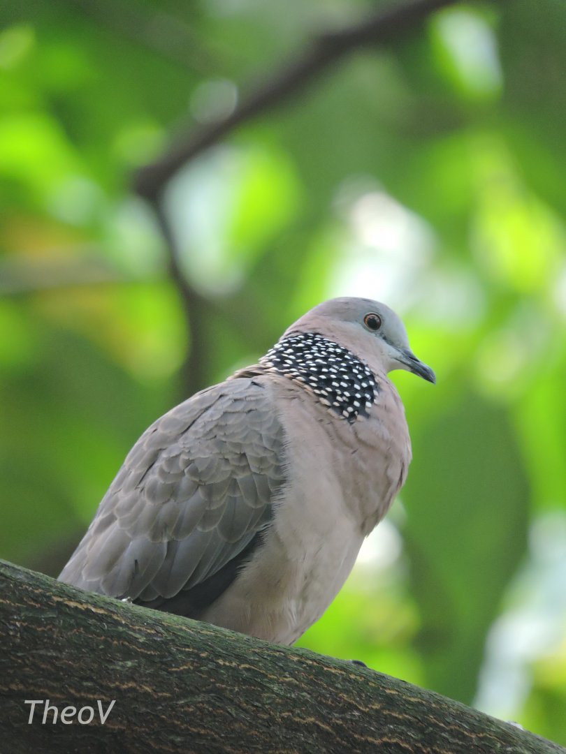 Spotted dove [2016]