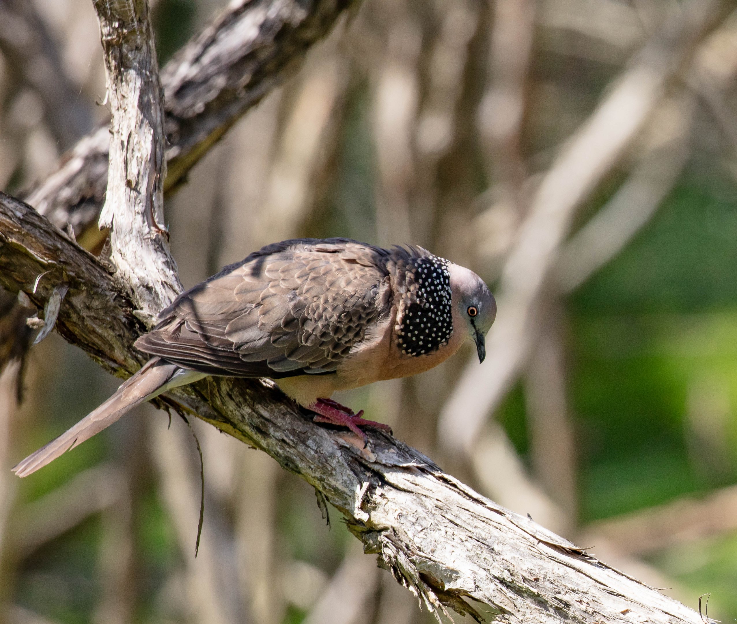 Spotted Dove male