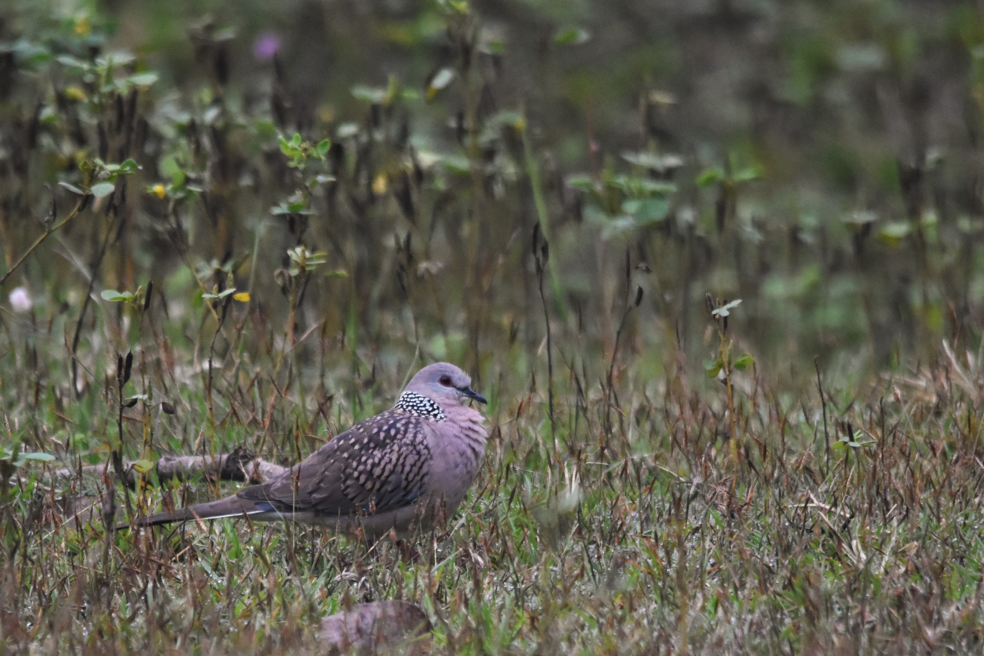 Spotted Dove, Nagarahole Tiger Reserve, 20th November 2024