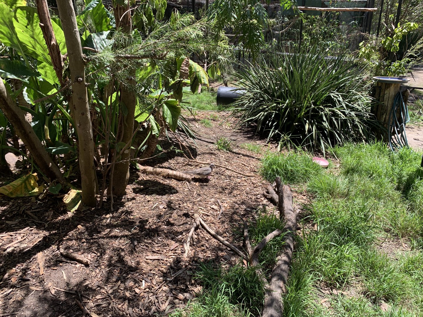 Spotted Dove (Potoroo Palace)