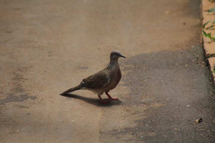 Spotted dove (Spilopelia chinensis tigrina)