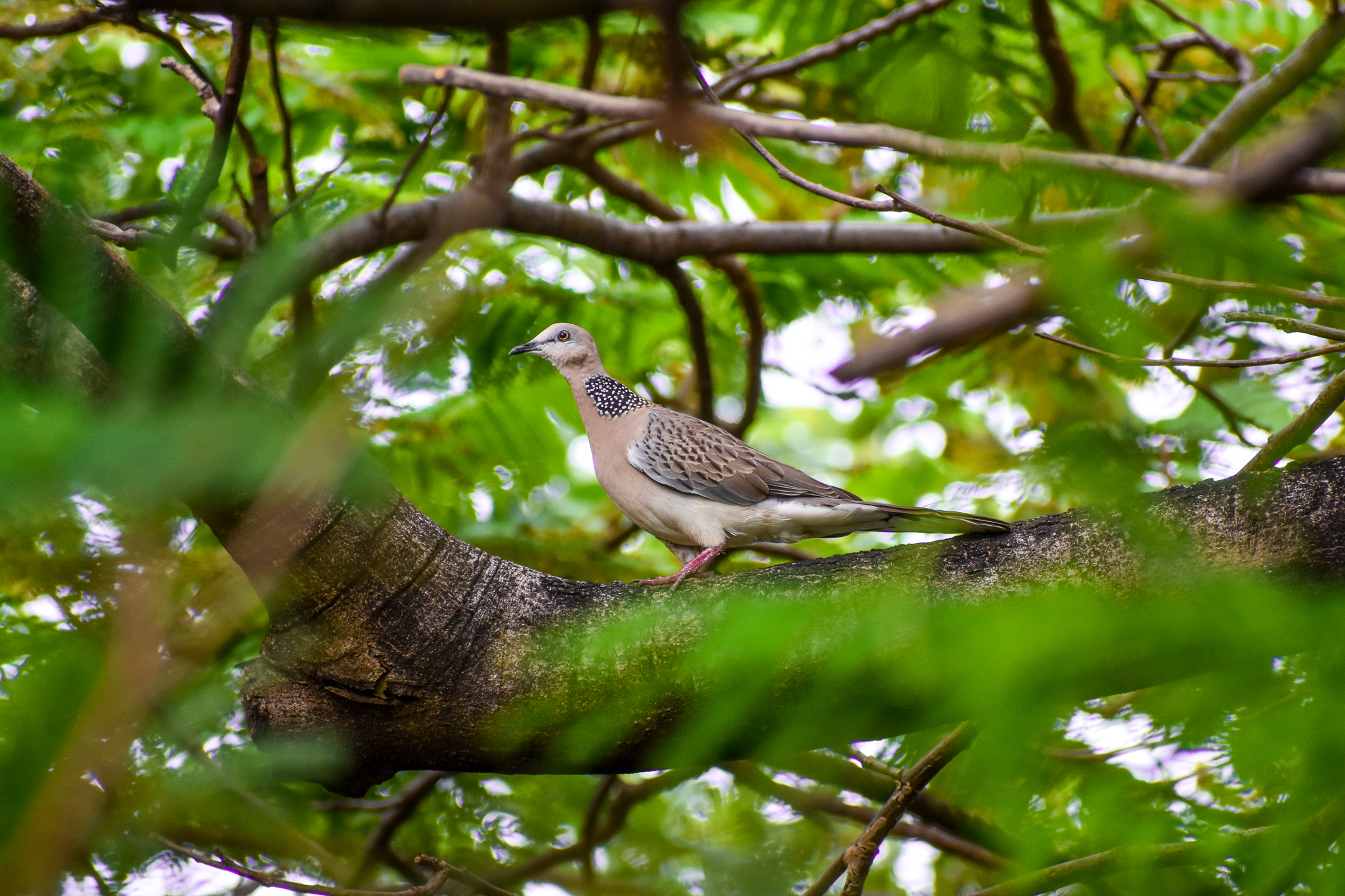 Spotted Dove (Spilopelia chinensis)