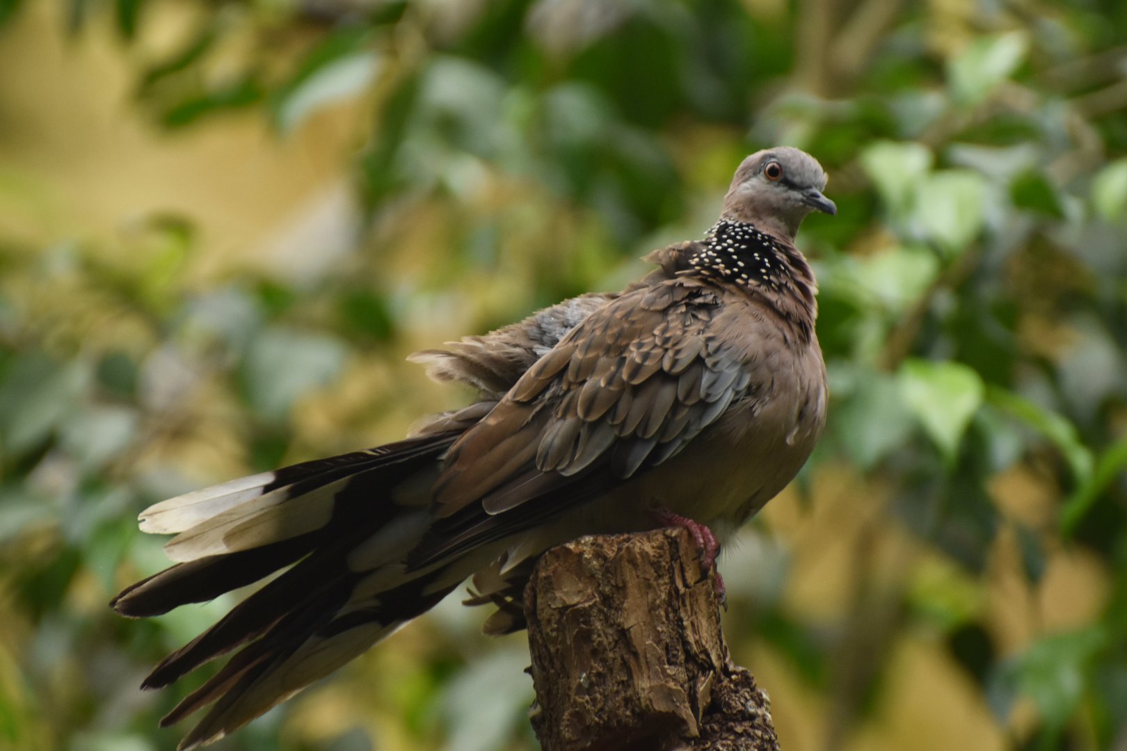 Spotted Dove Spilopelia chinensis