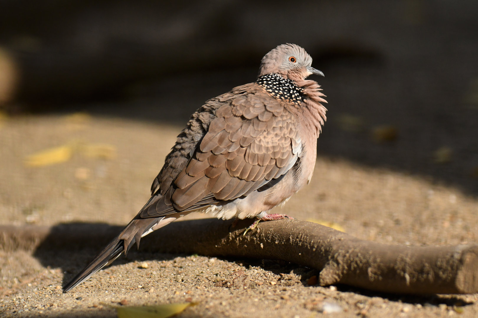 Spotted Dove Spilopelia chinensis