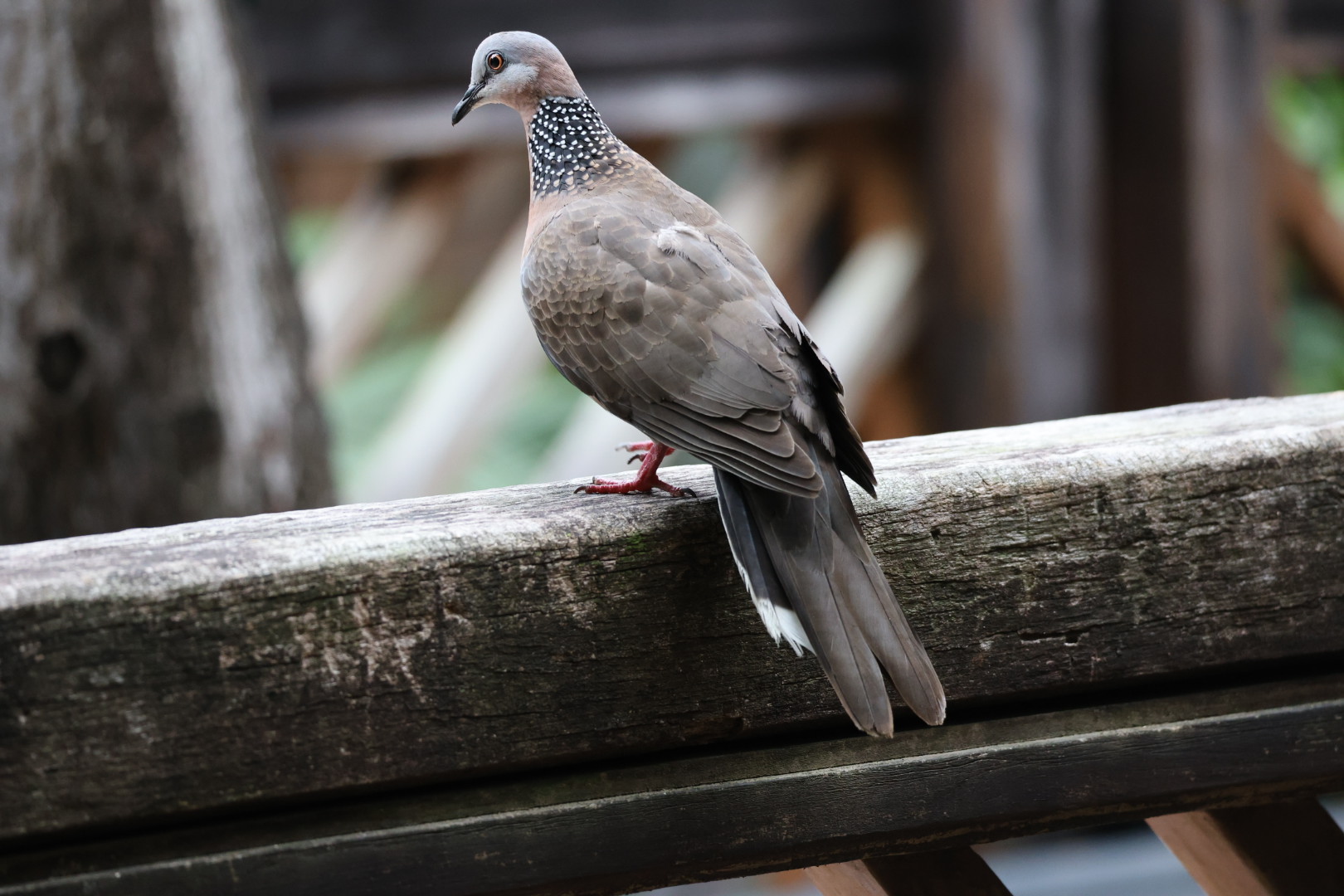 Spotted dove (Spilopelia chinensis)