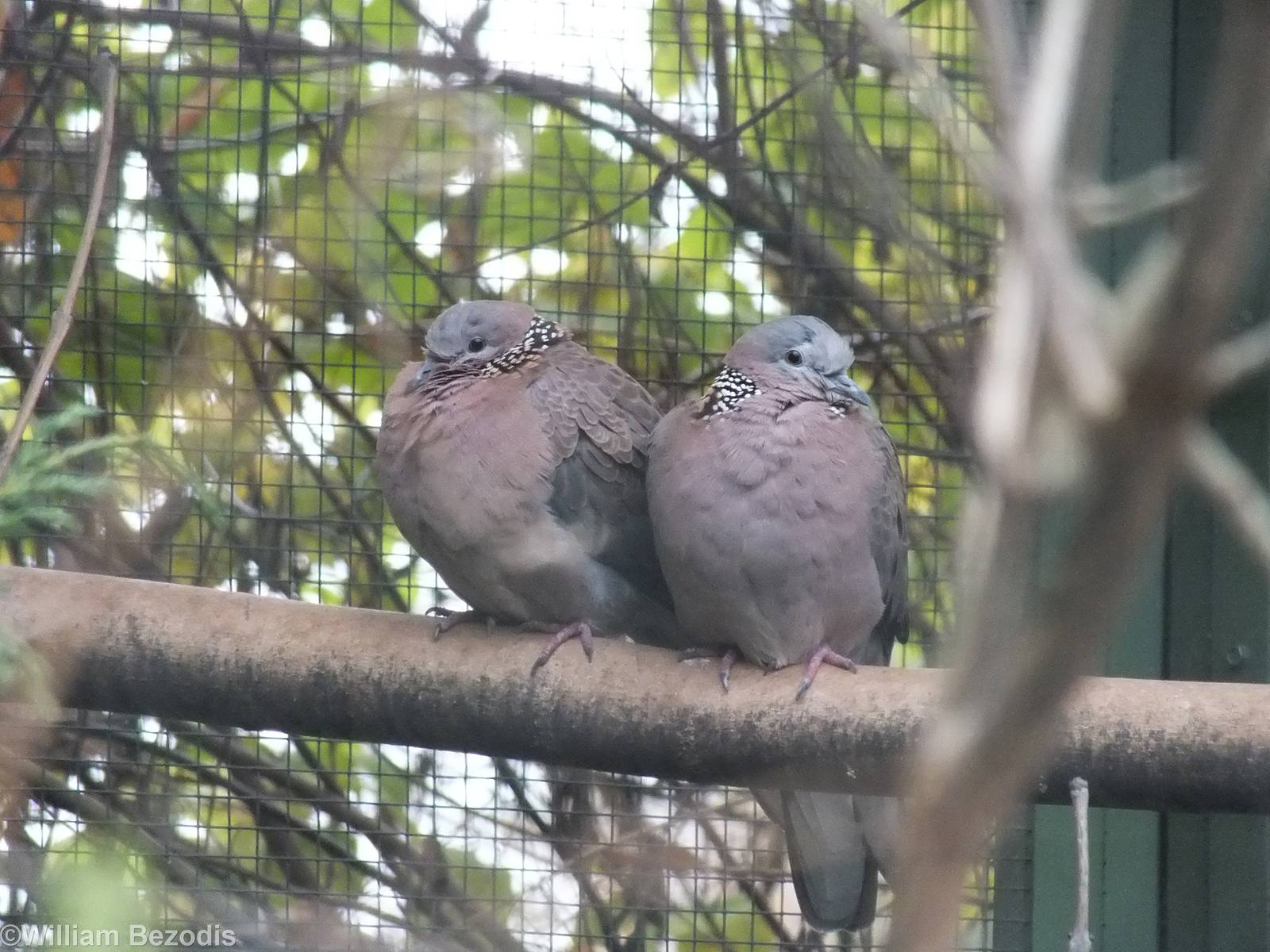 Spotted Dove