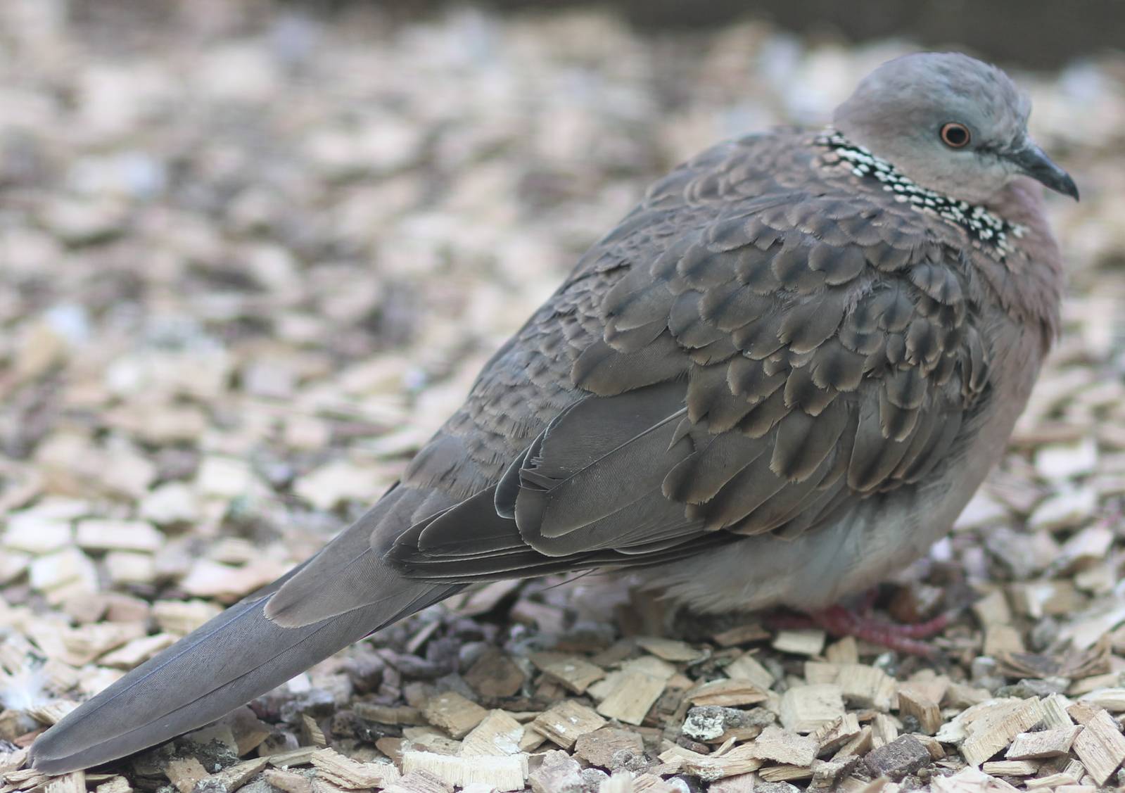 Spotted dove