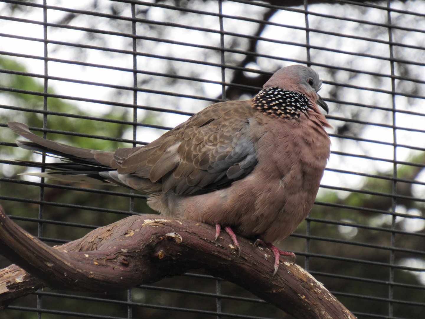 Spotted dove