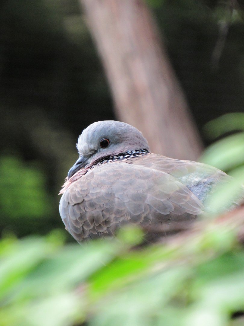 Spotted dove