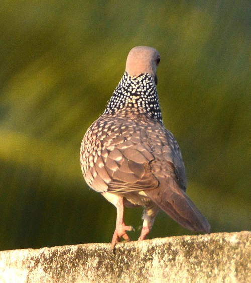 Spotted dove