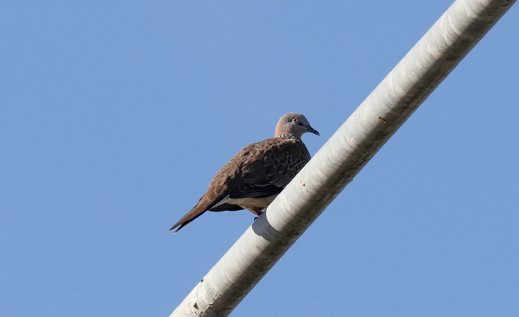 Spotted Dove