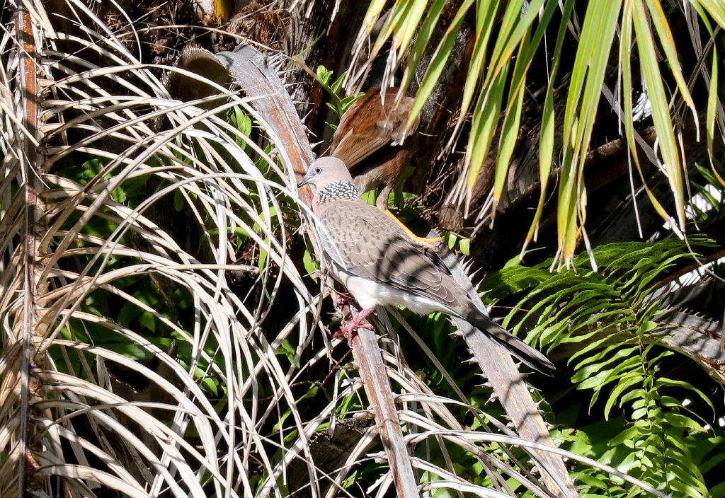 Spotted Dove