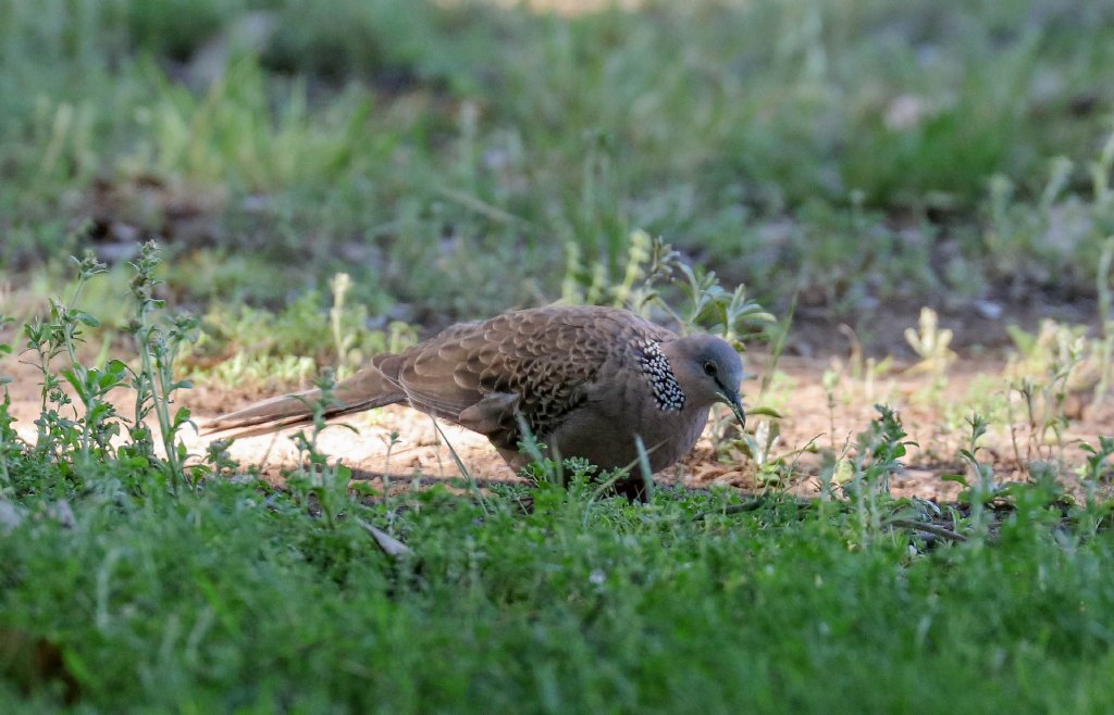 Spotted Dove