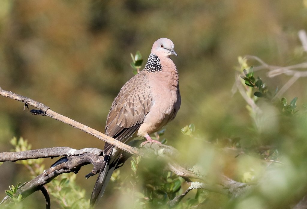 Spotted Dove