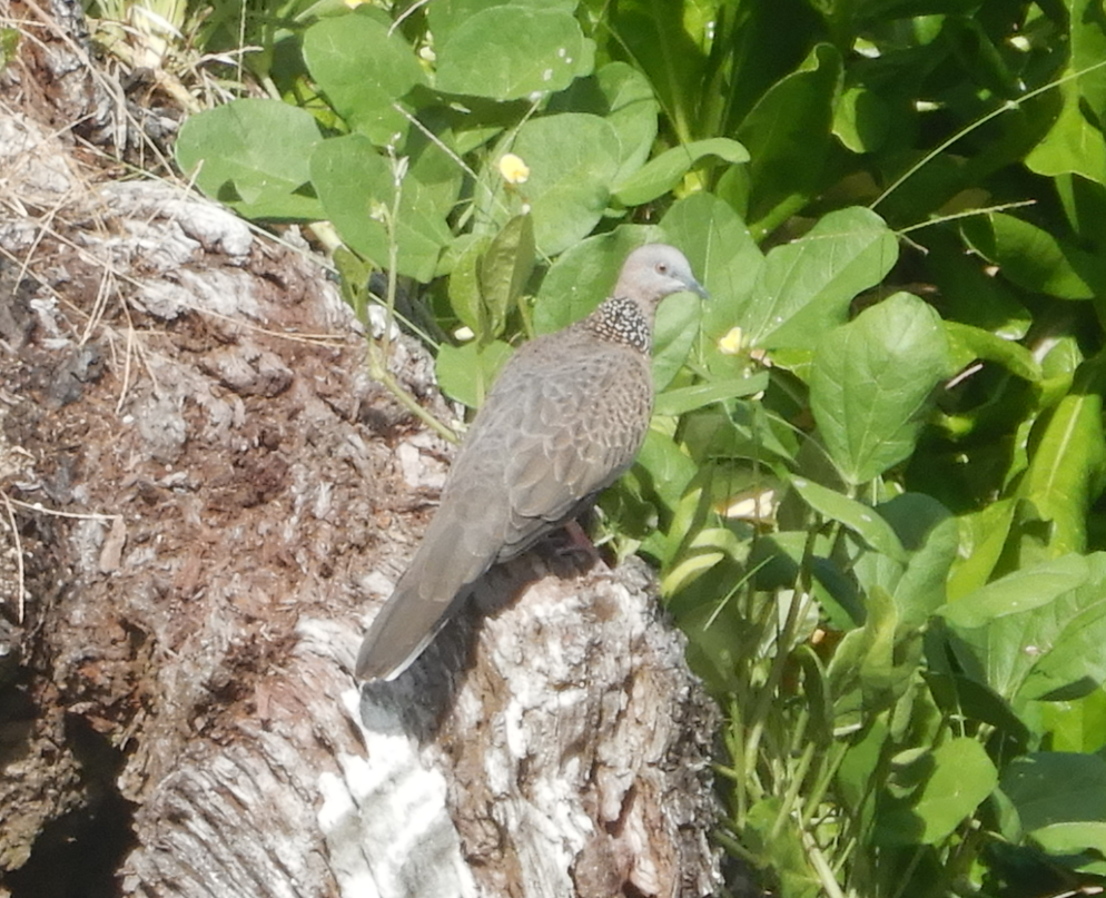 Spotted Dove
