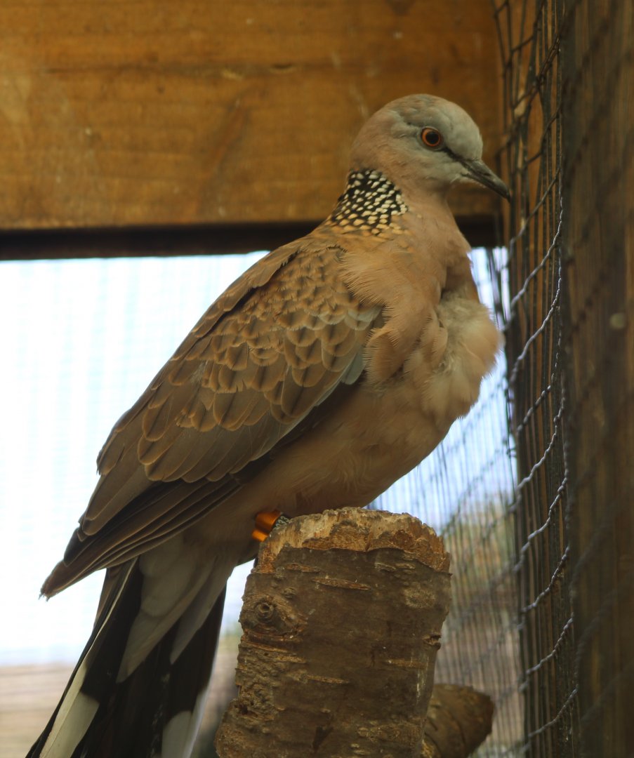 Spotted dove