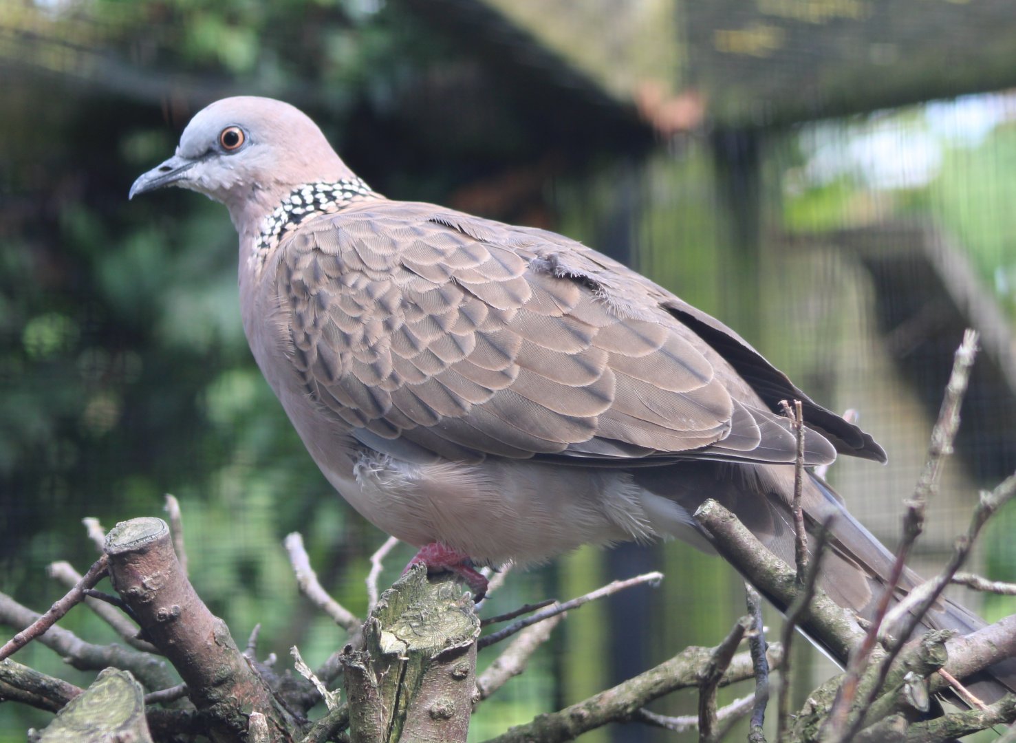 Spotted dove