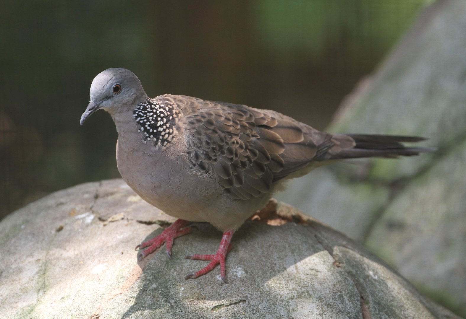 Spotted Dove