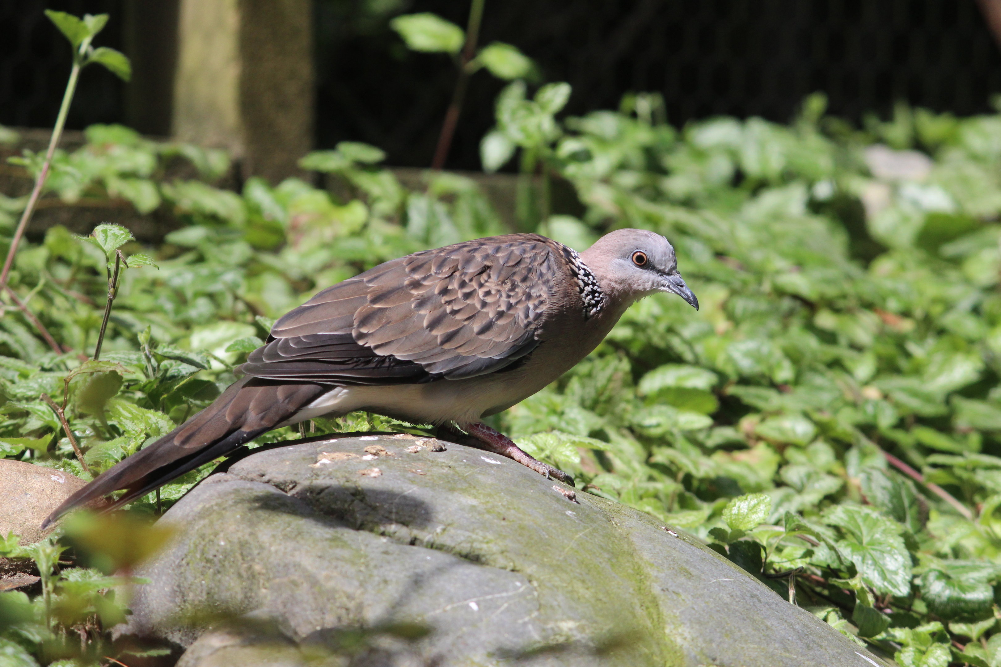 Spotted Dove