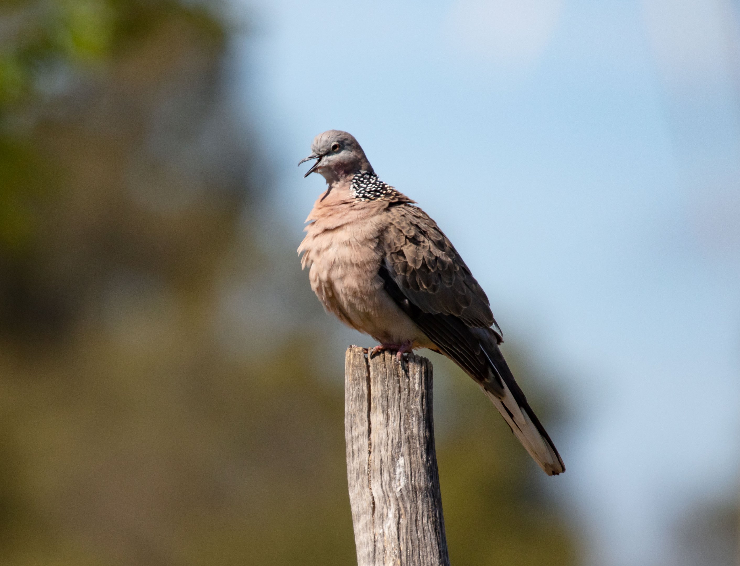 Spotted Dove