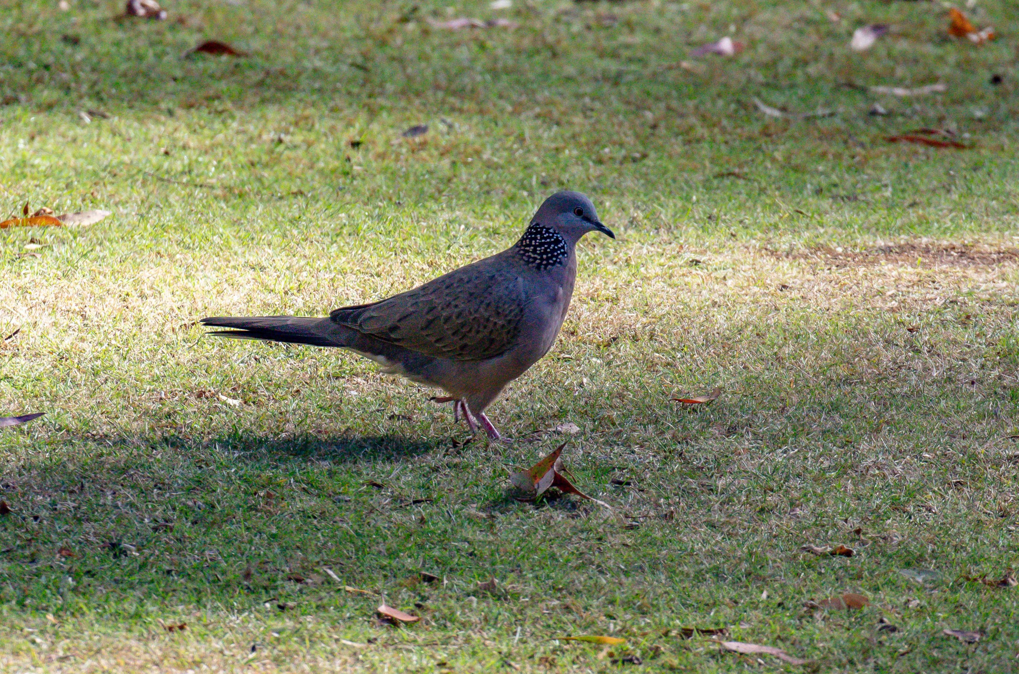 Spotted Dove