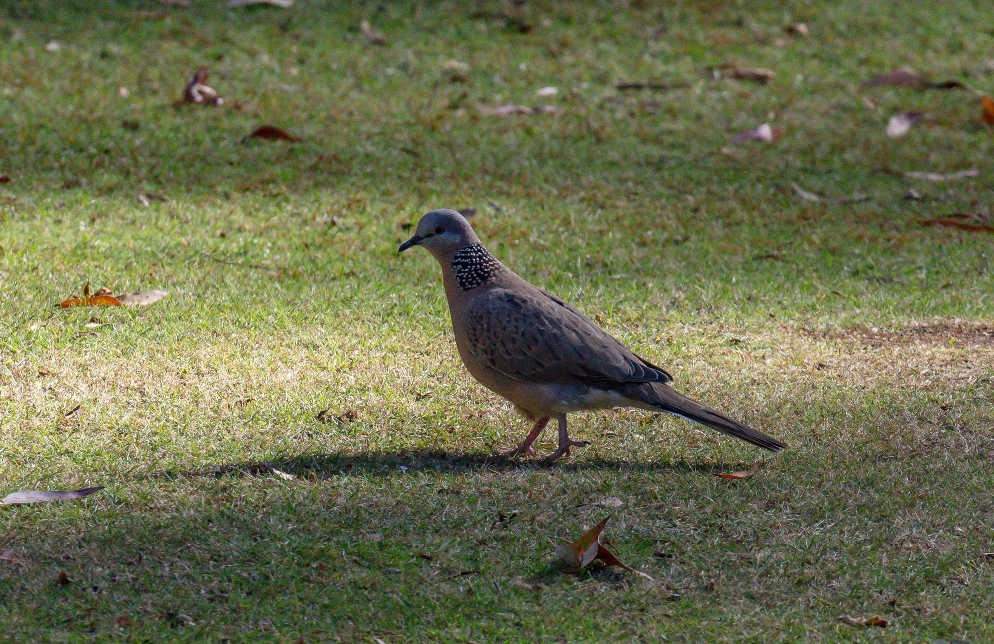 Spotted Dove