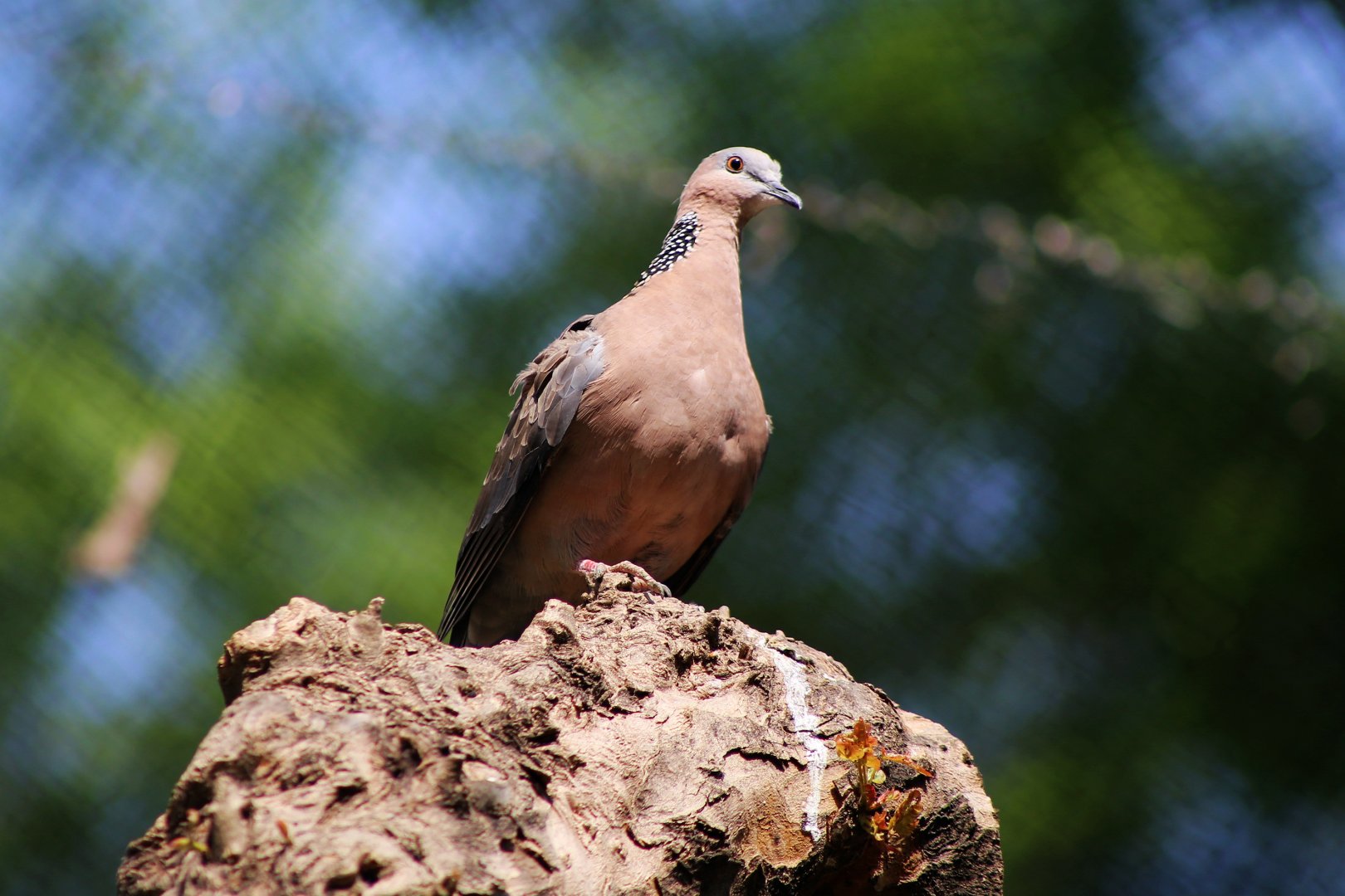 Spotted Dove