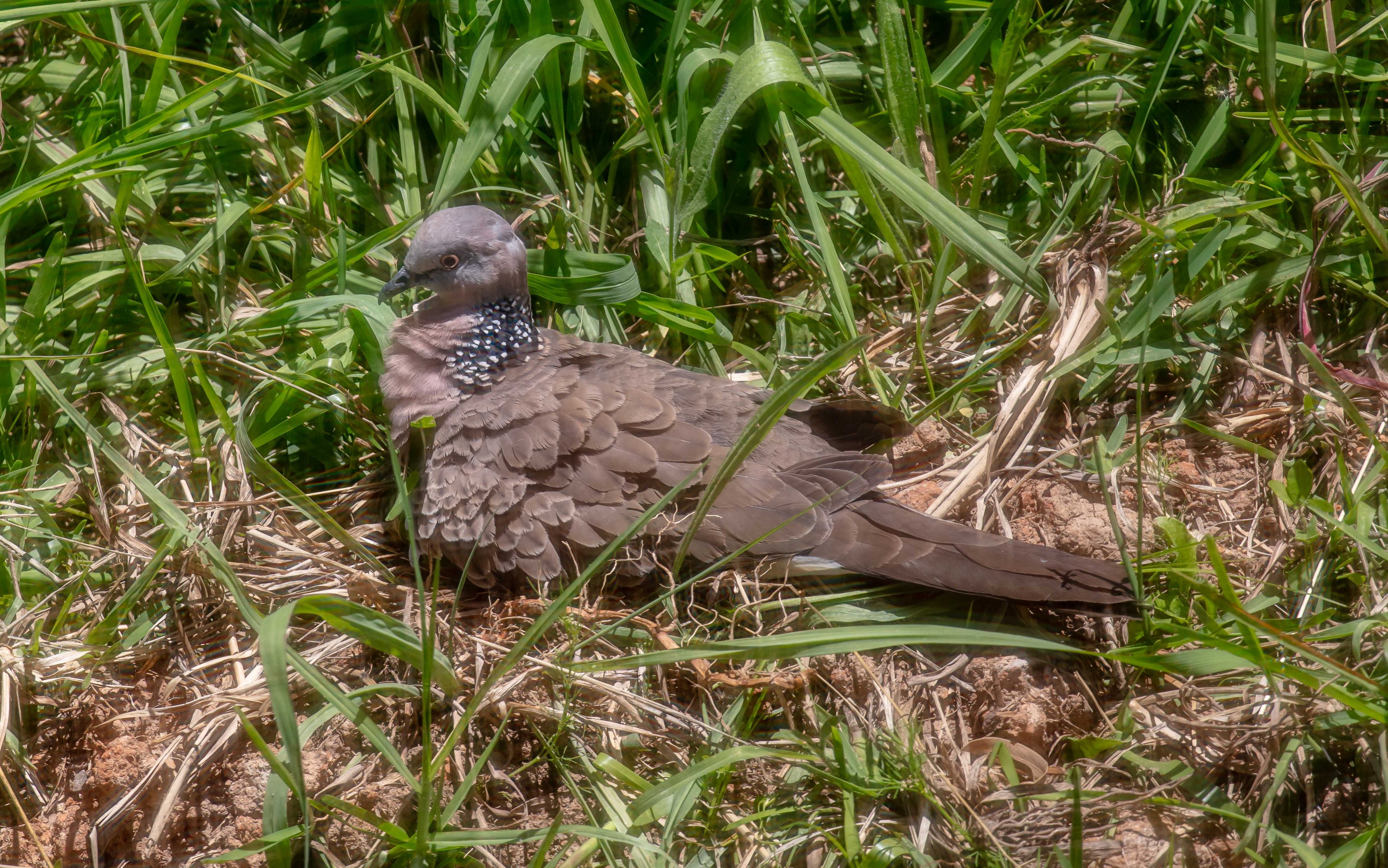 Spotted Dove