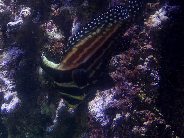 Spotted drum (Equetus punctatus)