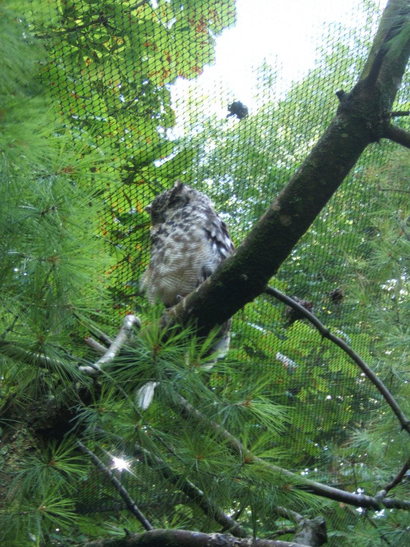Spotted Eagle Owl 30/07/2017