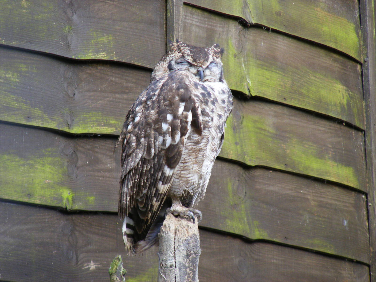 Spotted eagle owl at Beale Park, 13th March 2010