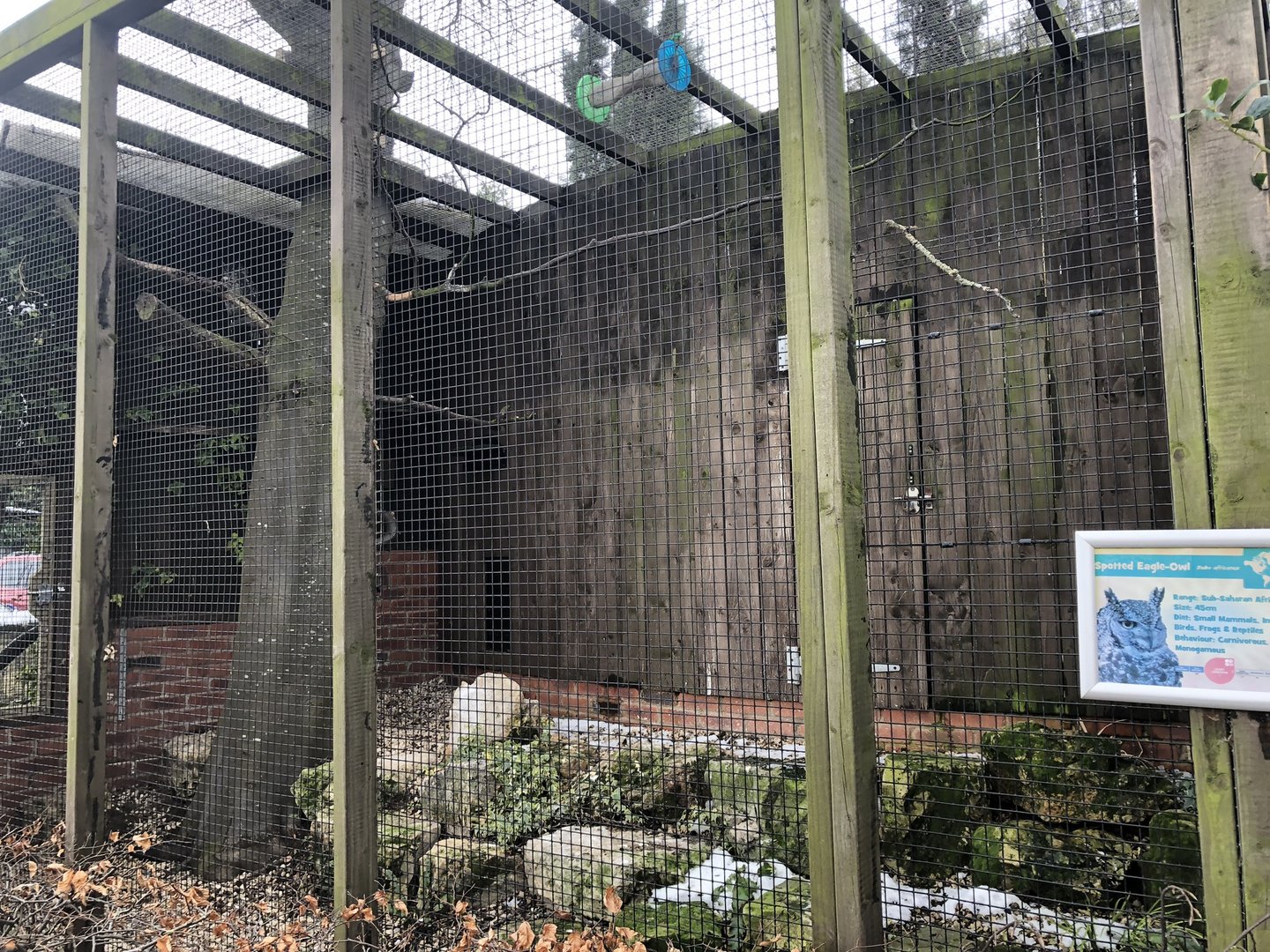 Spotted Eagle Owl Aviary at Tropical Butterfly House (March 2023)