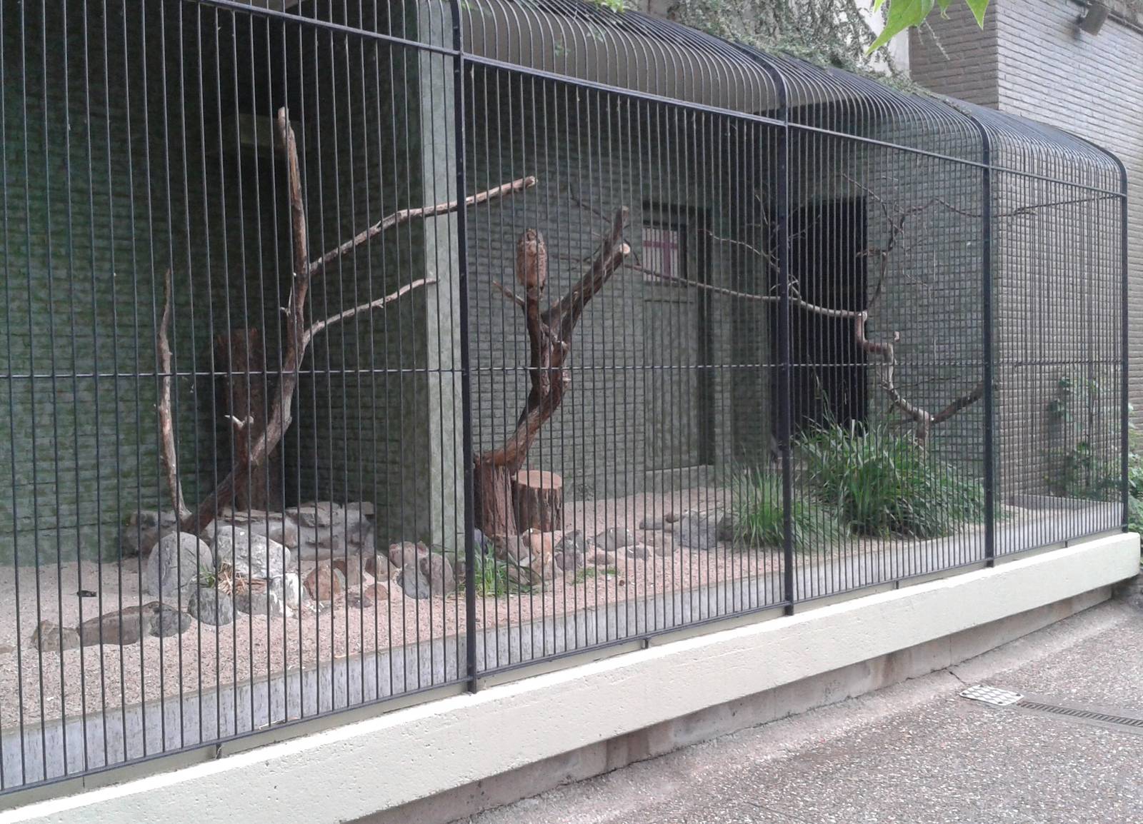 Spotted eagle-owl aviary