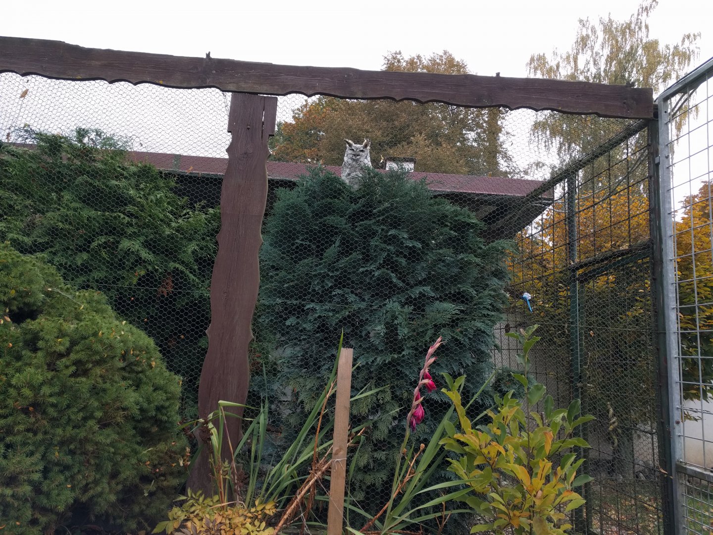 Spotted Eagle Owl Aviary