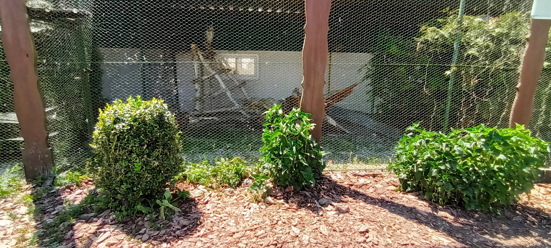 Spotted Eagle Owl Aviary