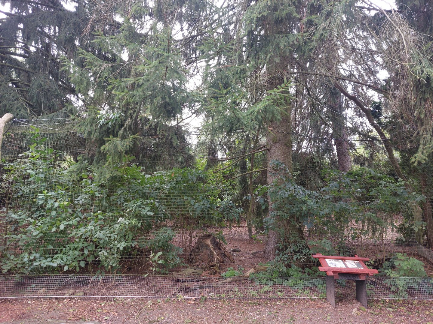 Spotted eagle owl aviary