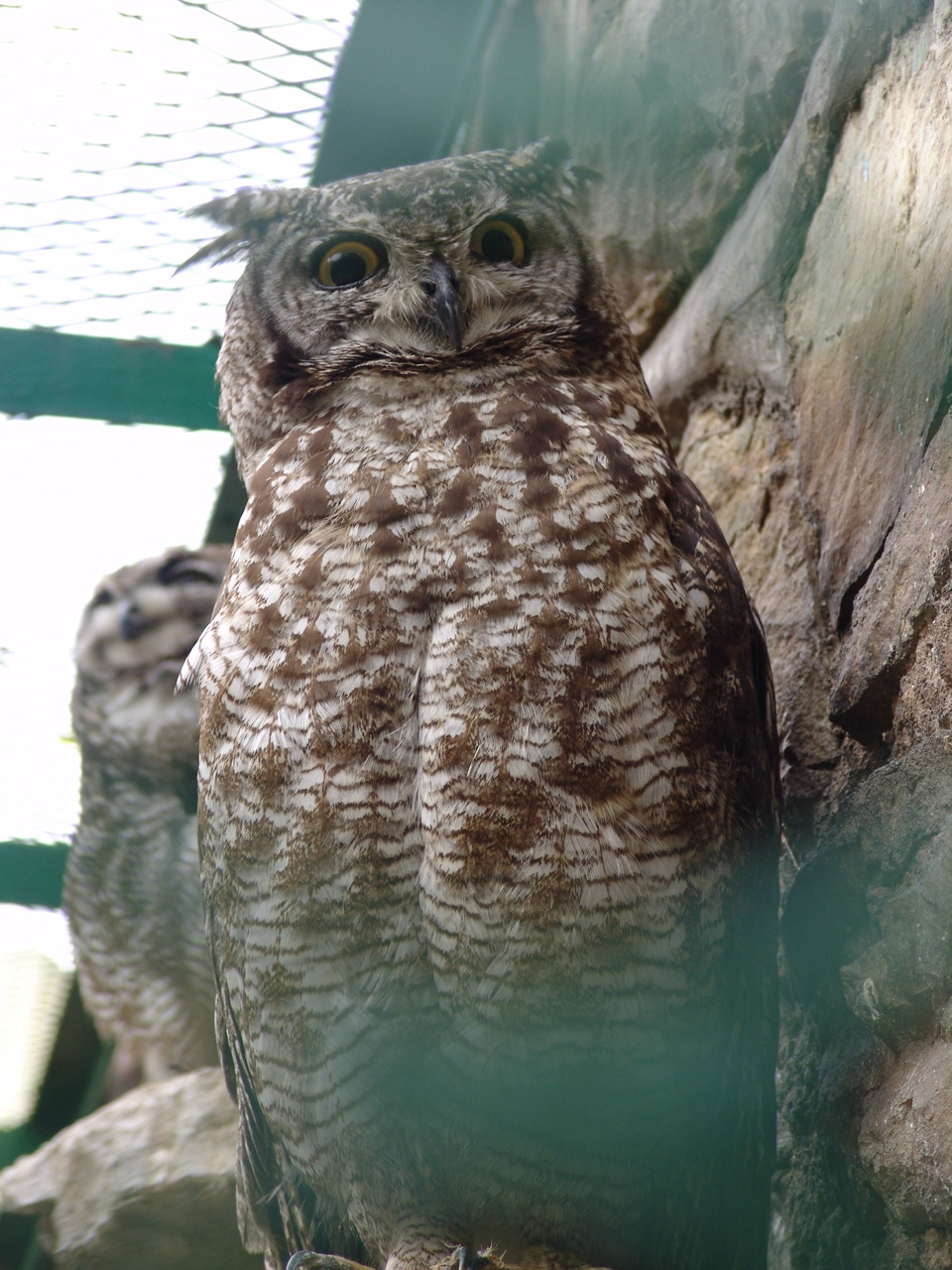 Spotted Eagle-owl (Bubo africanus)
