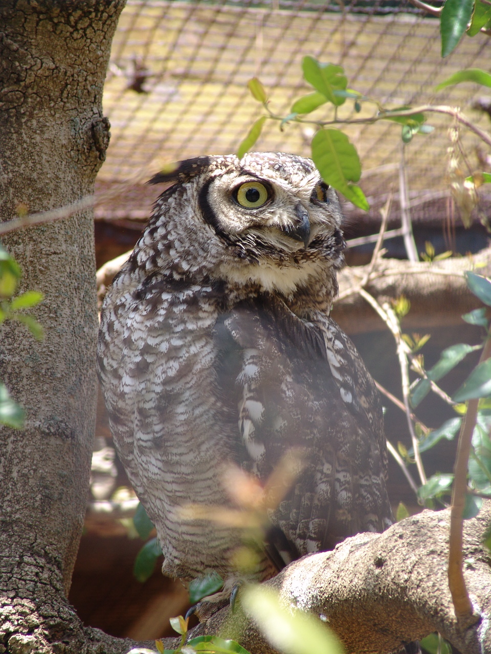 Spotted eagle owl (Bubo africanus)