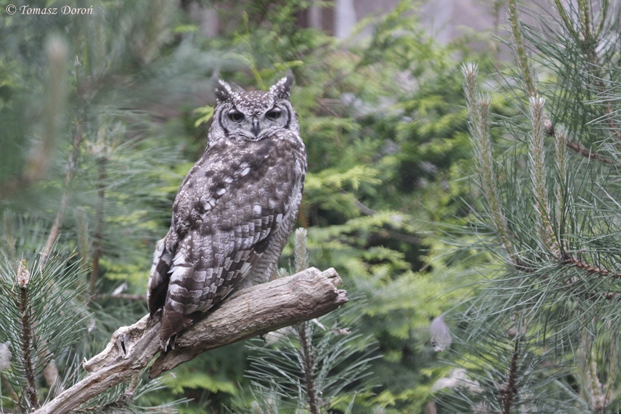 Spotted Eagle Owl (Bubo africanus)