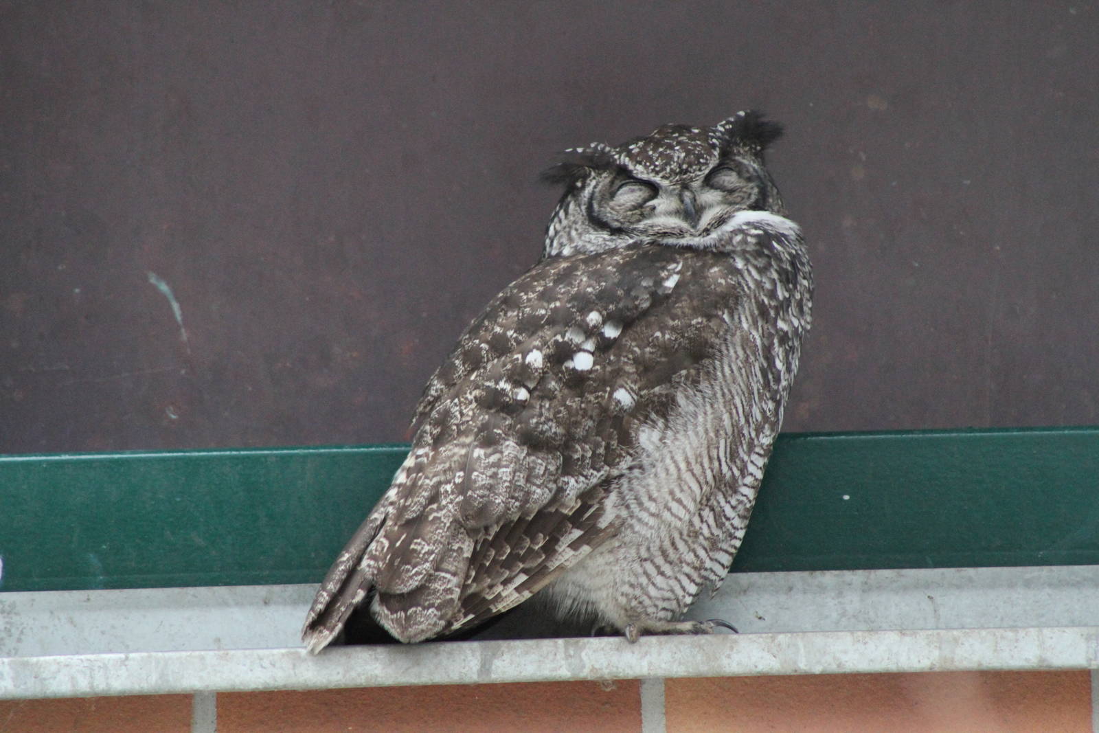 Spotted Eagle-Owl (Bubo africanus)