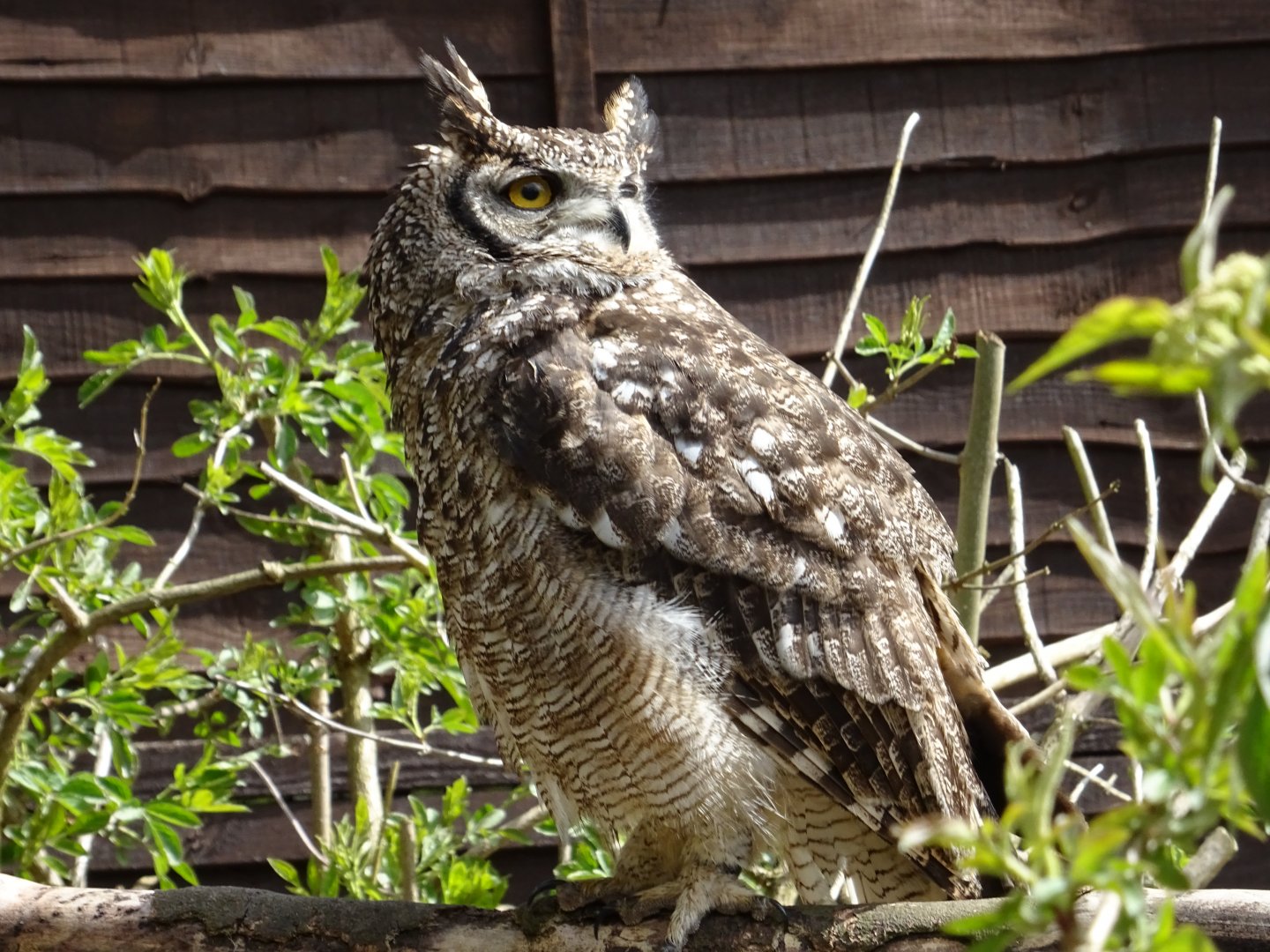 Spotted Eagle Owl (Bubo Africanus)